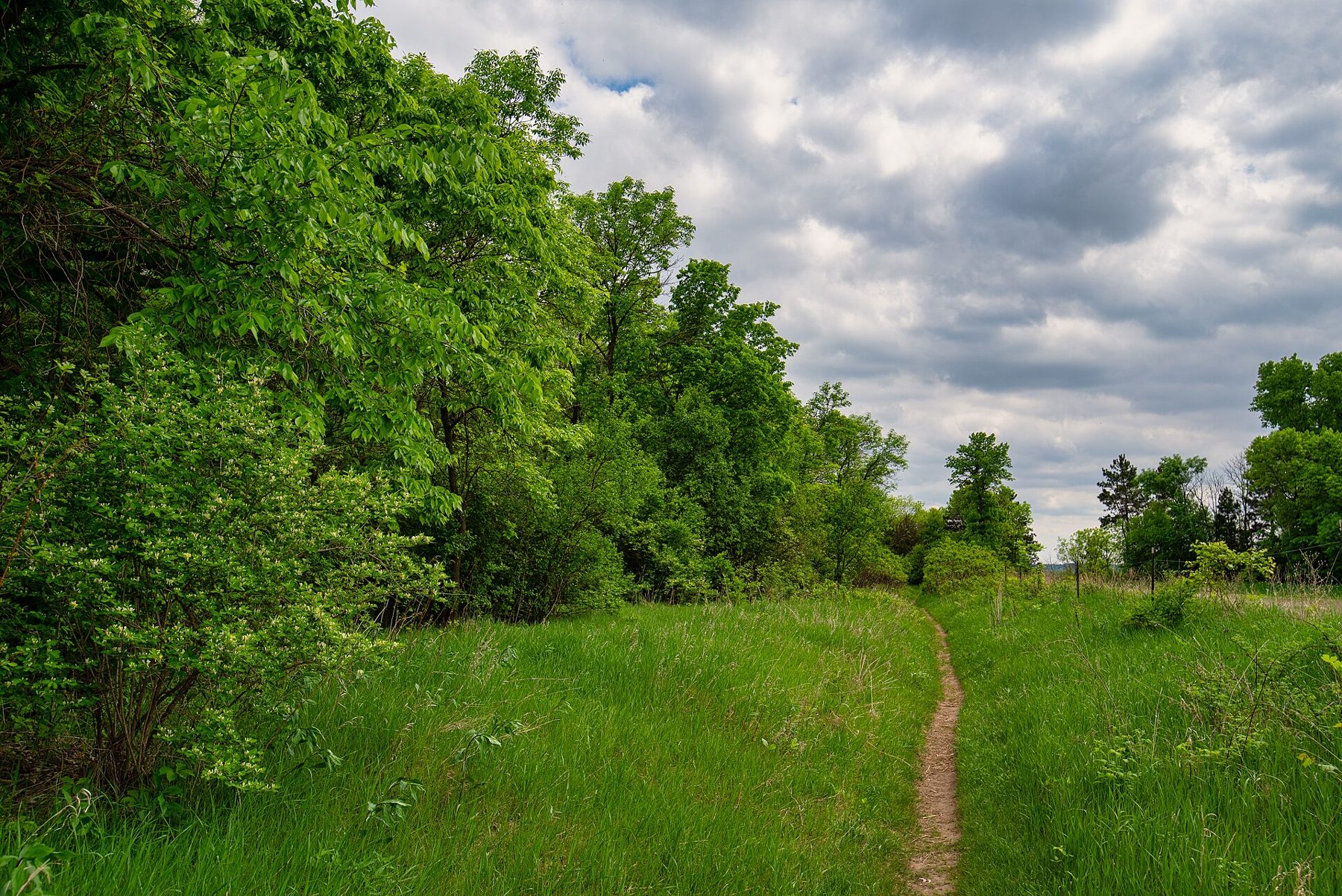 Green hiking trail into the woods at Grey Cloud Dunes SNA, Cottage Grove