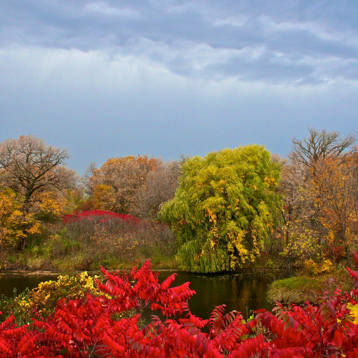 Bright red shrubs and golden trees in autumn, Maple Grove