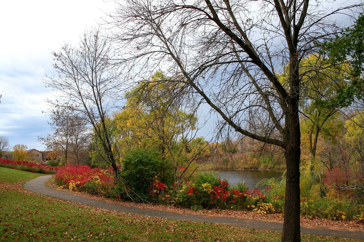 Paved trail past red flowers, autumn trees and a pond in Maple Grove