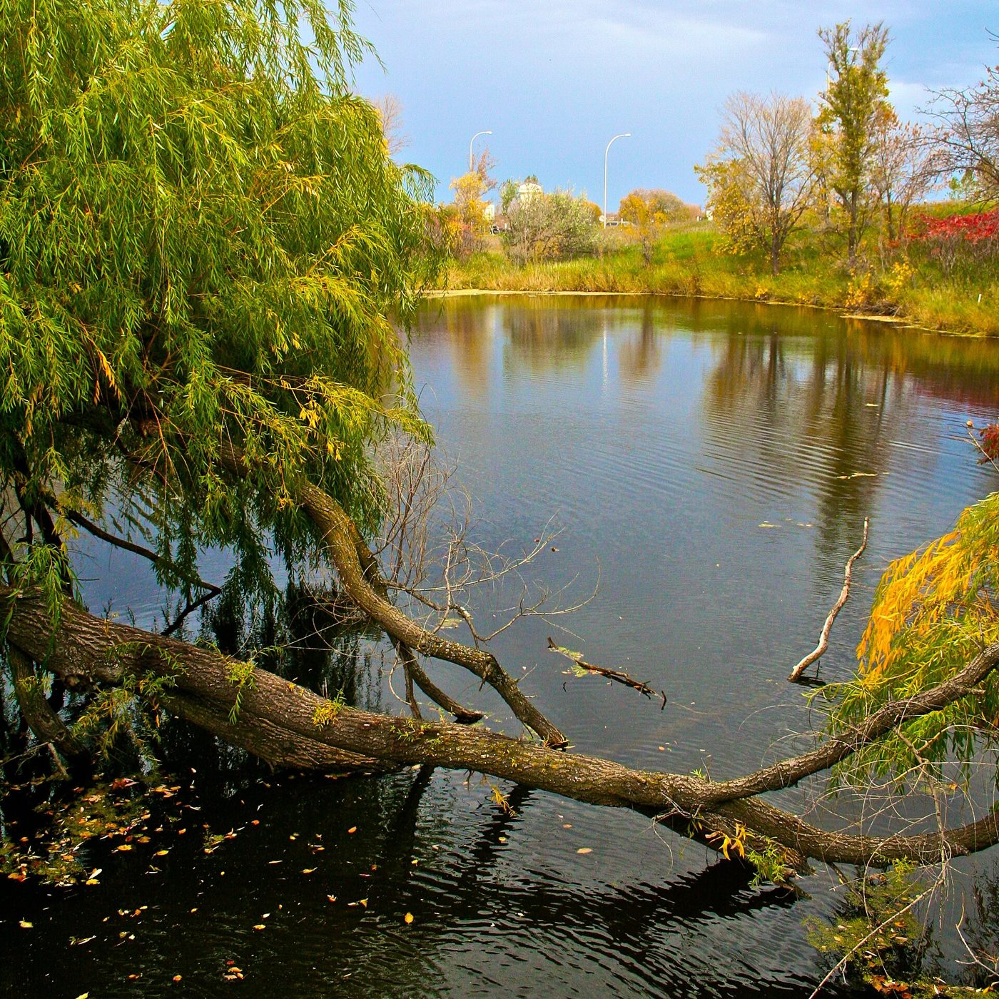 Willow tree leaning over a calm pond with fall color in Maple Grove