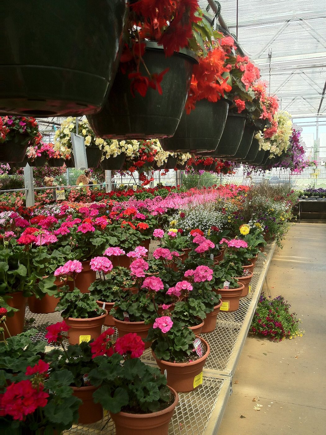 Rows of bright pink and red flowers inside Lynde Greenhouse